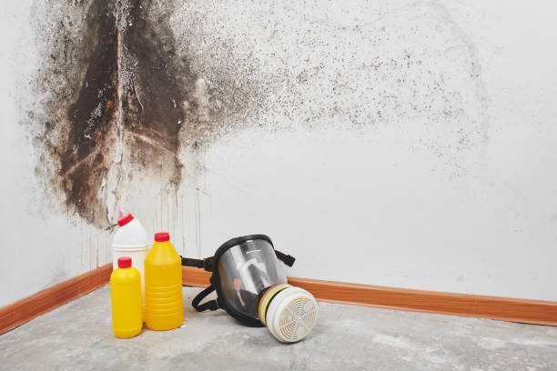 Reliable Tulia, TX Mold Inspection, Removal & Remediation Solutions